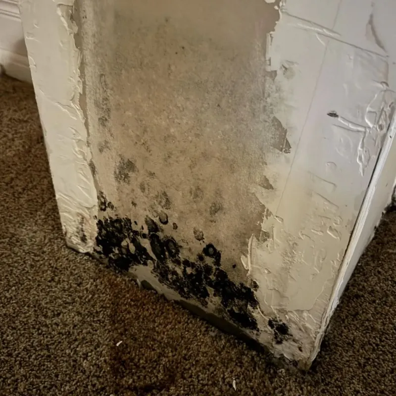Professional Mold Removal in East Newnan, GA